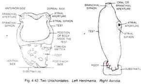 Chordates Characters And Classifications Animal Kingdom