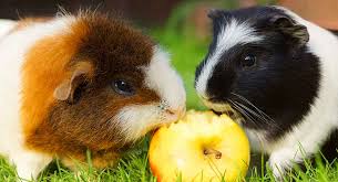 2 what should be included a guinea pig's meals? What Fruits Can Guinea Pigs Eat A List Of Safe Fruits For Guinea Pigs