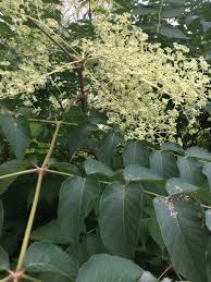 Image result for Tectaria angelicifolia