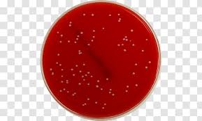 From clinical or food samples with thermo scientific™ salmonella shigella agar (ss agar) / xld agar biplates. Xld Agar Plate Shigella Microbiology Enterobacteriaceae Staph Bacteria Transparent Png