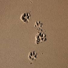 I'll also share some preventive measures that you can take to ensure your sandbox stays a clean and. Top Half Term Activities For Families In The Sand Dunes Dynamic Dunescapes