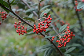 Image result for Cotoneaster