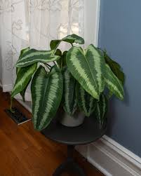 Image result for Schizochilus