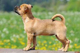 A Propos Des Melanges Jack Russell Carlin L Endroit Pour Les Animaux De Compagnie