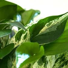 These flowers are usually all white, but can be dyed colors by picking them and putting them in water with. Pothos A Great Friend From Home Citysens