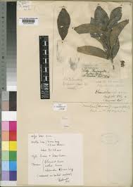 Image result for Tricalysia schliebenii