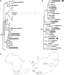 Image result for Lycium mascarenense