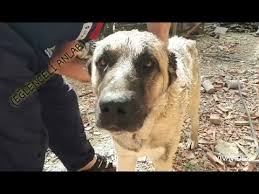 Kangal Kopek Nasil Yikanir Youtube