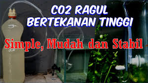 Cara membuat aquacape terbilang rumit. Membuat Co2 Gula Ragi Tembus Diffuser Tekanan Tinggi Youtube