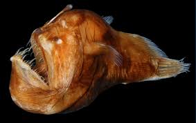 Places hawaiian beaches, hawaii fish football. Deep Sea Anglerfish