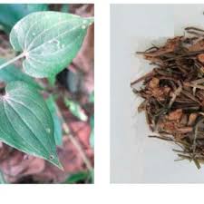 Image result for Rubia cordifolia