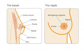 Let your doctor know about any new symptoms or problems, because they could be caused by the breast cancer coming back or by a new disease or second cancer. Breast Cancer Now Ø¯Ø± ØªÙˆÛŒÛŒØªØ± Are You Concerned About Secondary Breast Cancer Here Are The Signs And Symptoms To Look Out For Https T Co Ypmrskkehg Https T Co J3rc07gzpr