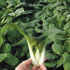 Compare color, size, days to maturity, and space requirements for our pak choi (bok choy) varieties. Toy Choy Hybrid Pak Choi Seeds From Park Seed
