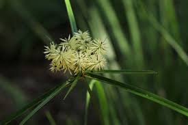 Image result for Cyperus hemisphaericus