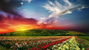 Rose Flowers Garden Wide New Desktop Wallpapers In Hd Free For Desktop Beautiful Landscapes Landscape Scenery Landscape Wallpaper