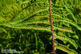 Image result for Gleicheniaceae