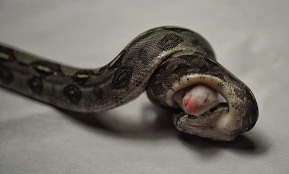 Resultado de imagem para Jibóia.