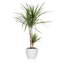 Image result for Dracaenaceae