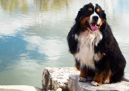 Get healthy pups from responsible and professional breeders at puppyspot. Good Breeder Devon S Berners Bernese Mountain Dog Bernese Mountain Dog Puppy Dogs And Puppies