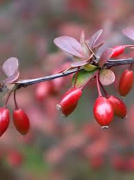 Image result for Barberry