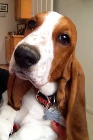 Basset Hound Basset Dog Basset Hound Puppy Basset Hound Dog