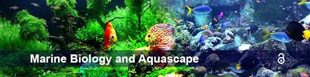Designed to easily connect and stack together to create amazing aquascapes without the need for any additional tools. Auctores Journals Marine Biology And Aquascape