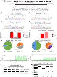 Frontiers Nicotinic Acetylcholine Receptor Subtype Alpha 9