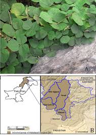 Image result for Rhynchosia ferruginea