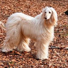 Pin By Imelda Parrenas On Happy Mothers Day Mommy I Love You Dearly Dog Breeds Afghan Hound Spitz Type Dogs