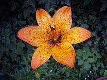 We had a great time at quilt market last weekend, meeting new people and looking at all the fabulous booth displays. Lily Name Wikipedia
