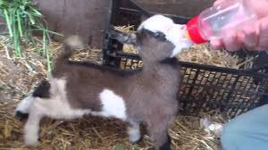 Las cabritas, que se llaman morning, noon y night, eran tan monas que nos planteamos robarlas, pero. Cabras Enanas Youtube