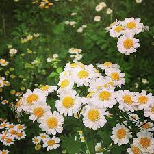 Although A Little Late This Year Our Feverfew Is In Full Swing Such A Sweet Filler Flower Please Return For Us Next Year Tanac Flower Farm Feverfew Flowers