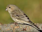 House Finch Identification, All About Birds, Cornell Lab of ...