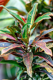 Picture of actual plant you will receive. Plant Garden Croton Shrub Nursery Variegated Leaves Pikist