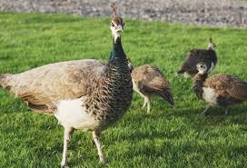 A list of cdn error codes. Peacock Family Birds Nomad Pictures Free Cc0 Pictures
