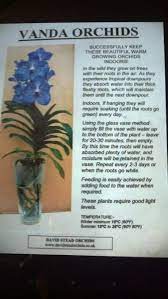 Growing Vanda Orchids In Glass Vases Vanda Orchids Orchids Growing Orchids