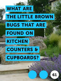 brown bugs, kitchen counter