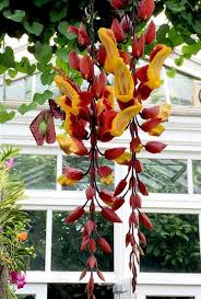 Image result for Thunbergia mysorensis