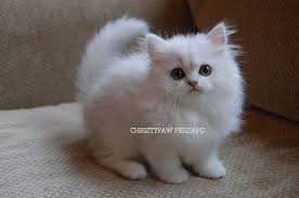 doll face persian kittens for sale christypaw persians persian kittens for sale persian kittens persian cat doll face
