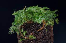 This miniature fern only grows to about 1.5 inches tall, forming dense mats in the terrarium given time. Davallia Parvula From Malaysia To New Guinea This One Got Flickr