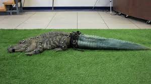 Mr. Stubbs the Tailless Alligator Isnt Stubby Anymore