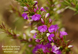 Image result for Muraltia