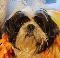 He will be able to depart on april 24, 2020. Florida Shih Tzu Stud Group Facebook