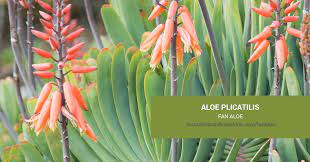 This succulent type needs typical watering as other succulents. Aloe Plicatilis Fan Aloe Succulents And Sunshine