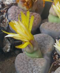 Image result for Lophiocarpus latifolius