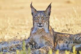 Copyrights © 2012 lynx auto. Europe S Big 5 The Future Looks Bright For The Iberian Lynx Europe S Big 5