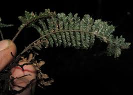 Image result for Trichomanes crispiforme