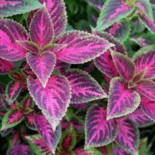 Image result for Coleus betonicifolius