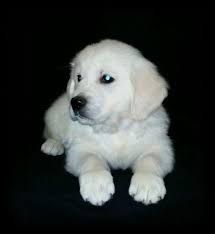 Golden retriever in dogs & puppies for sale. English Cream Male Golden Retriever Puppy Ready Now For Sale In Janesville Wisconsin Classified Americanlisted Com