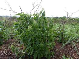 Image result for Hoslundia